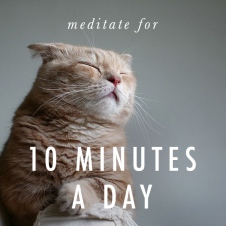 meditate-meditation cat