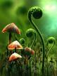 rain forest mushrooms and fiddleheads grass